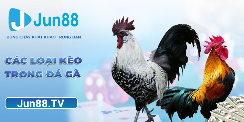 Các loại kèo trong đá gà