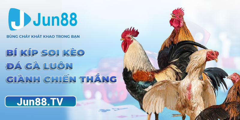 Bí kíp soi kèo đá gà luôn giành chiến thắng