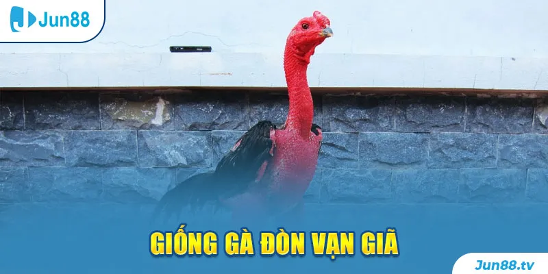 Giống gà đòn Vạn Giã