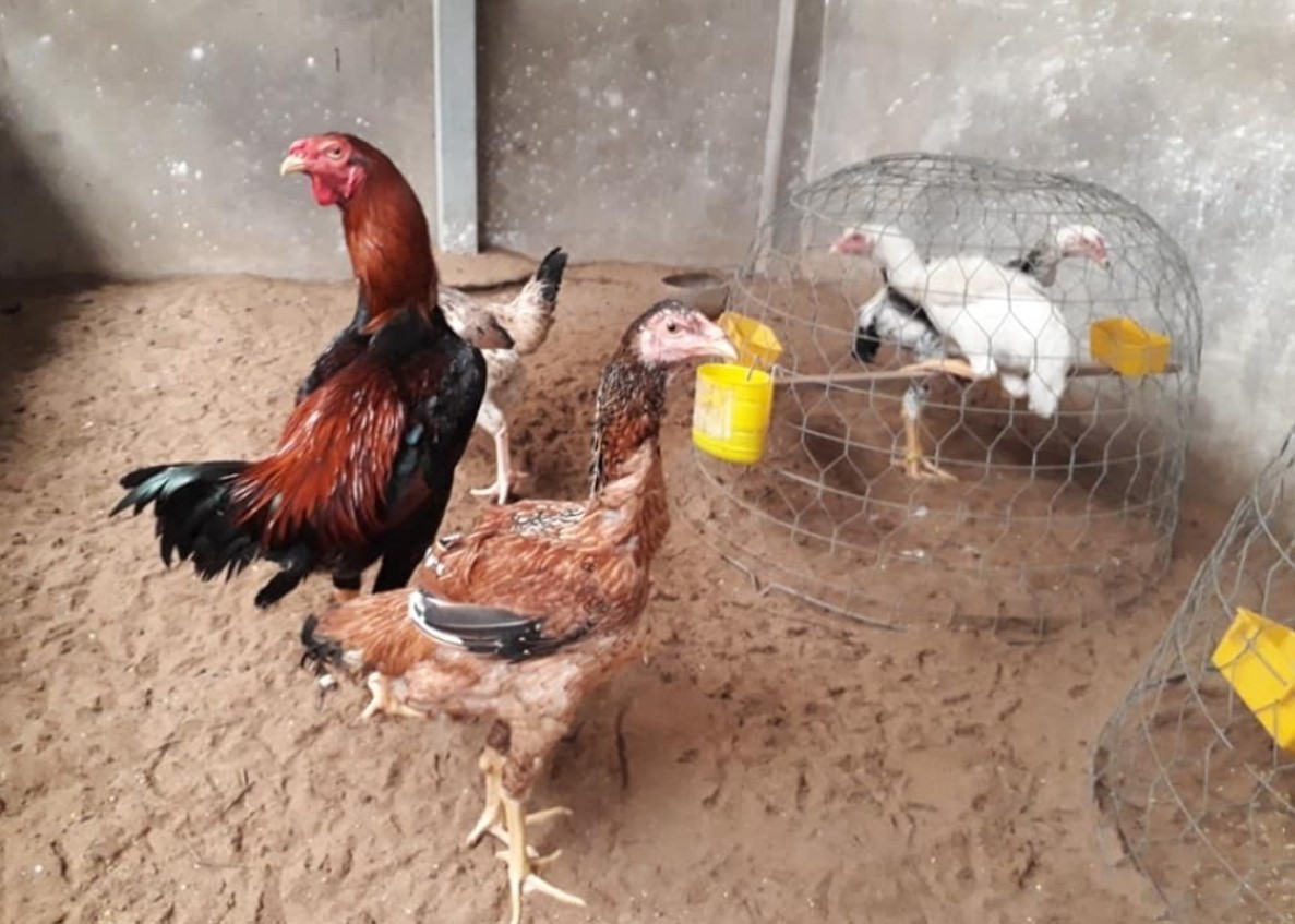 Gà Nam Mỹ là một giống gà chọi rất được ưa chuộng ở Việt Nam