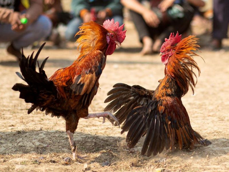 Những yếu tố ảnh hưởng đến cách chấp tiền gà chọi