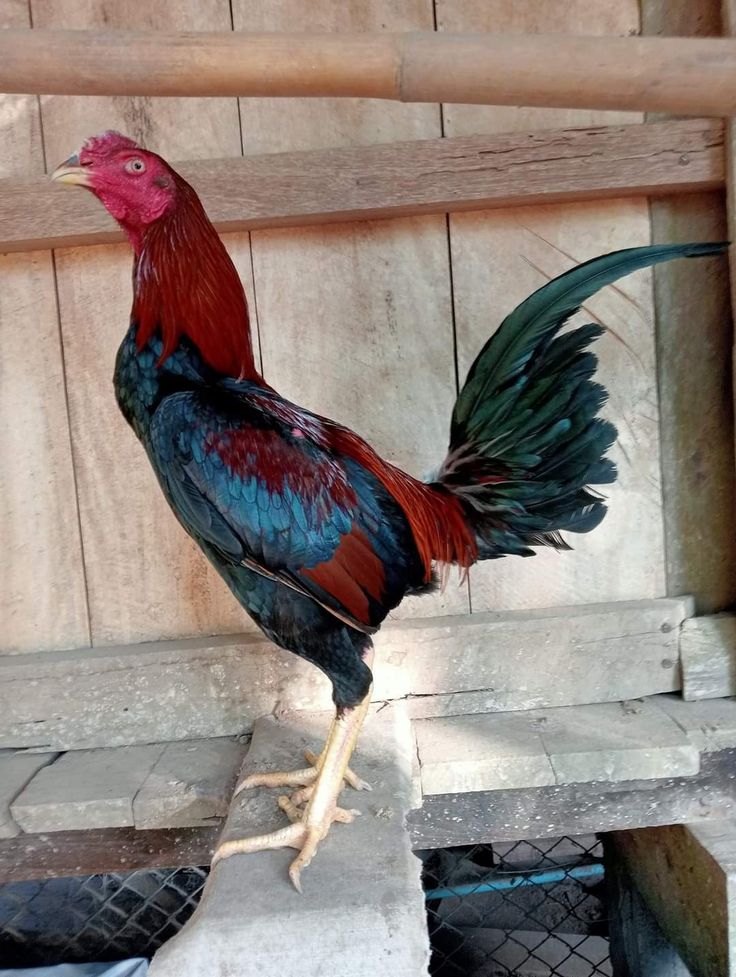 Tiêu chí chọn gà đúc