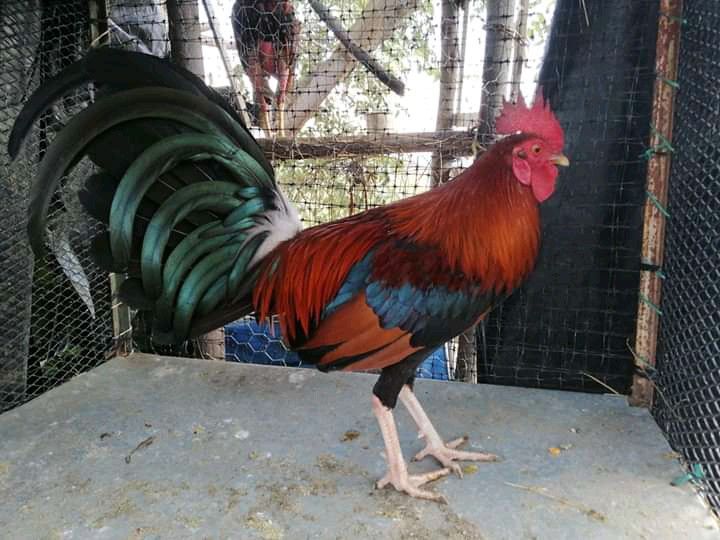 Hướng dẫn cách đúc gà đá chi tiết nhất