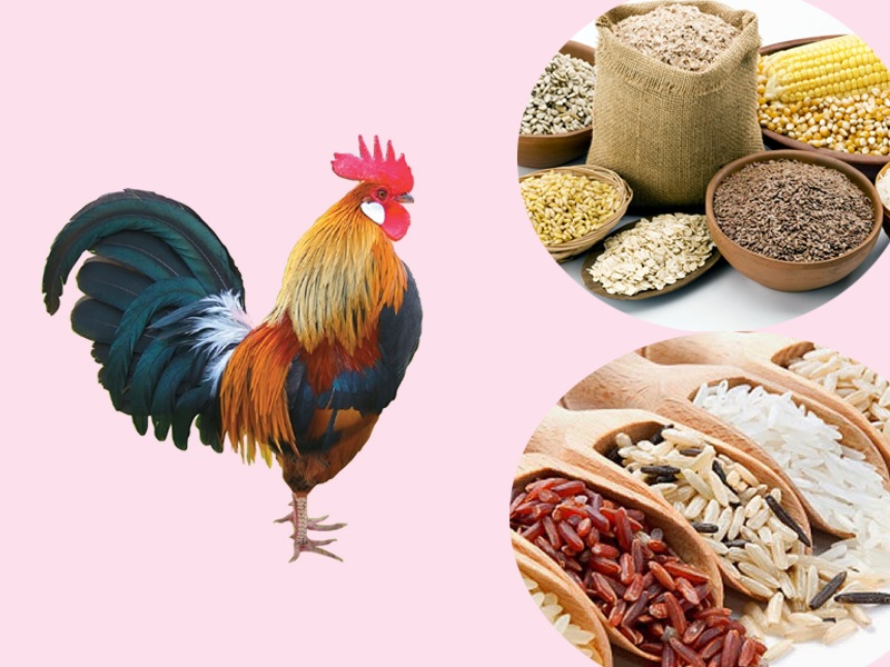 Bổ sung chế độ ăn phù hợp cho gà chọi