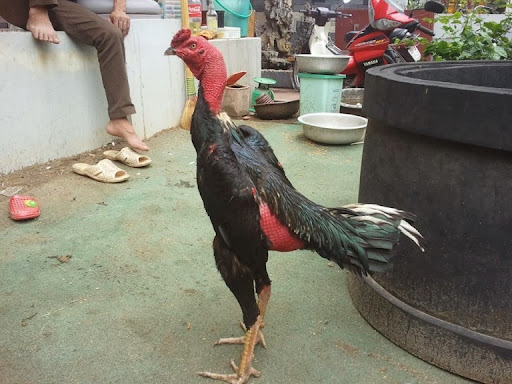 Dấu hiệu nhận biết gà thở khó dễ nhất