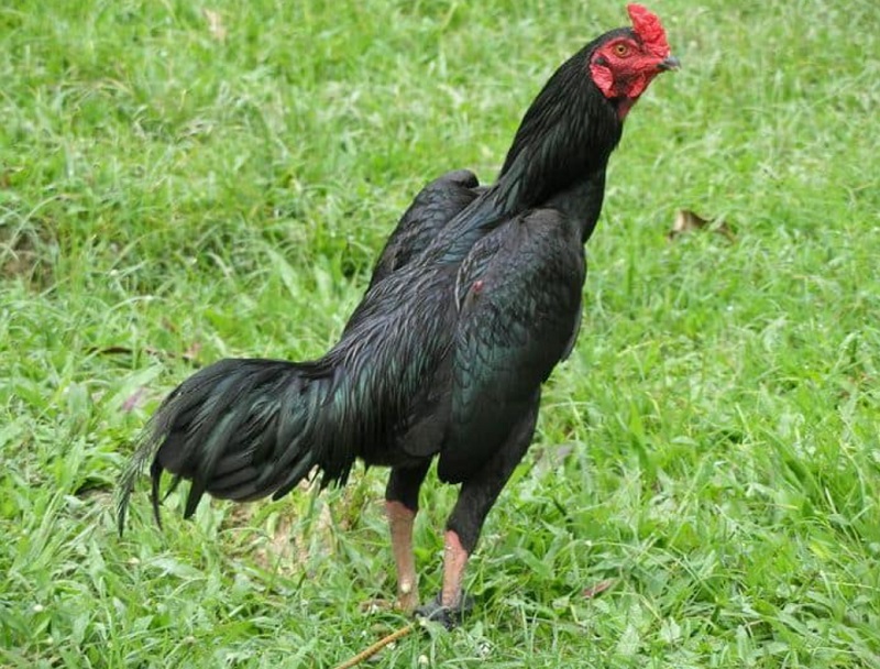 Top 4 - Gà đá cựa sắt JAP