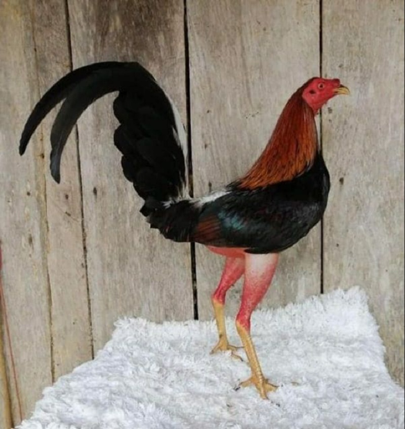 Top 5 - Gà đá cựa sắt Cuban