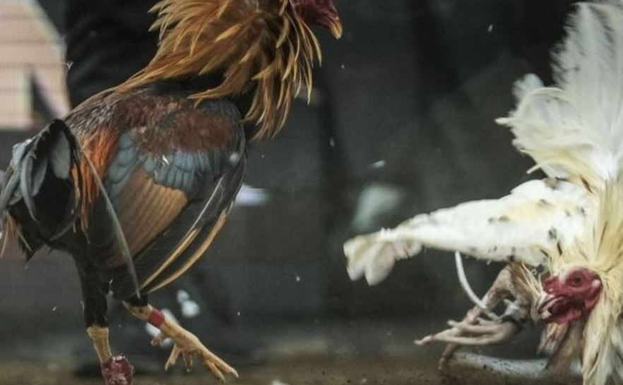 Khám phá thông tin về đá gà cựa dao trực tiếp hôm nay