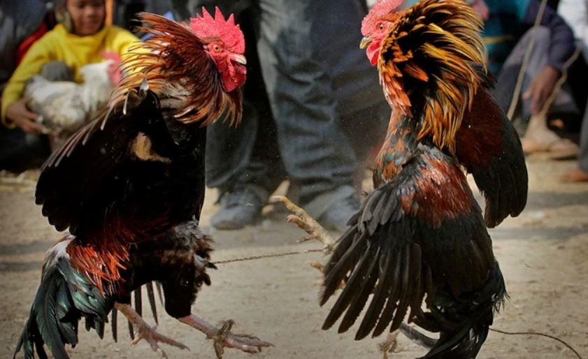 Các bước đặt cược đá gà cựa dao hôm nay tại Jun88