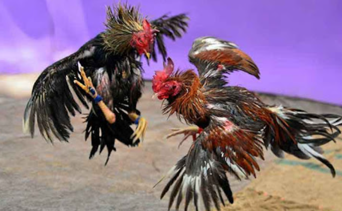 Ưu điểm nổi bật khi xem đá gà trực tuyến tại Jun88