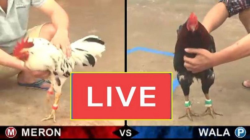 Tiết lộ các bước tham gia truc tiep da ga tại Jun88