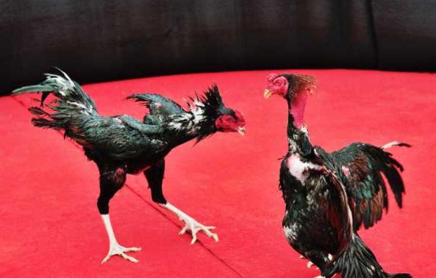 Điểm cộng khi cược đá gà Thomo 67 tại Jun88