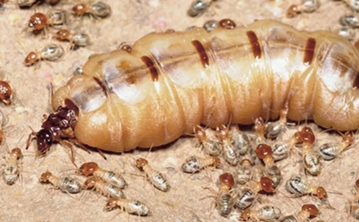 Ý nghĩa giấc chiêm bao thấy mối bay theo đàn