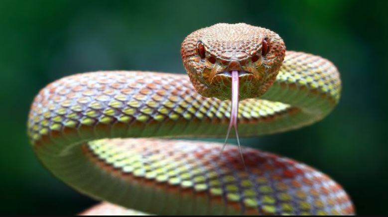 Con số may mắn phù hợp với từng giấc mộng thấy rắn