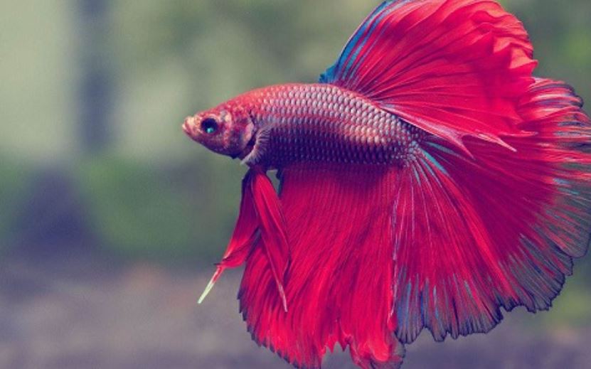 Con số may mắn ứng với từng giấc mơ thấy và nước