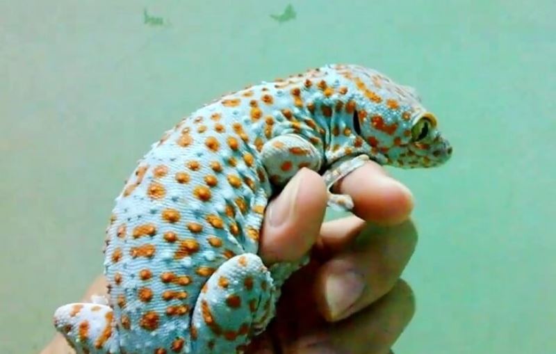 Khám phá con số tài lộc ứng với từng giấc mộng tắc kè khác