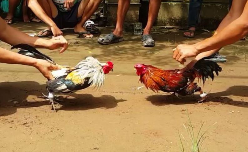 Bí kíp chọn sảnh đá gà Thomo minh bạch, an toàn