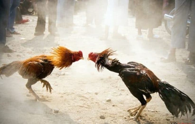 Các bước tham gia cược đá gà Jun88