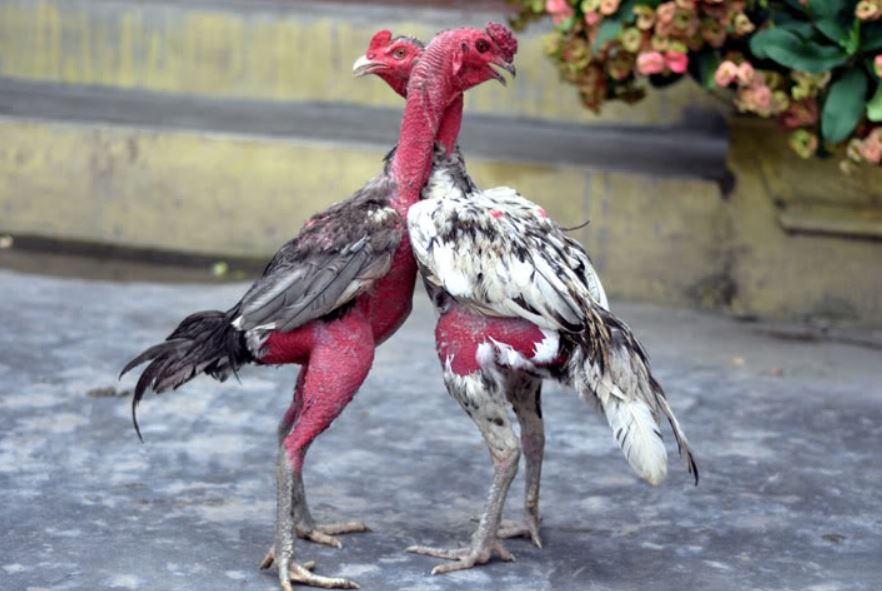 Hướng dẫn chuẩn bị gà chiến và môi trường nuôi gà đá