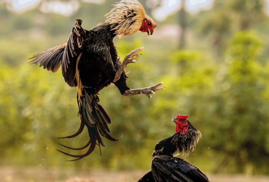 Hướng dẫn cách theo dõi sức khoẻ cho gà chiến