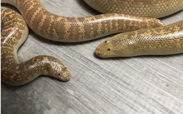 Giấc mơ thấy trăn là lời nhắn nhủ từ tiềm thức