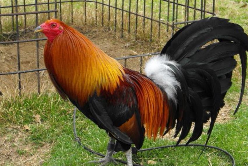 Top giống gà đá cựa sắt chất lượng - Gà Mỹ