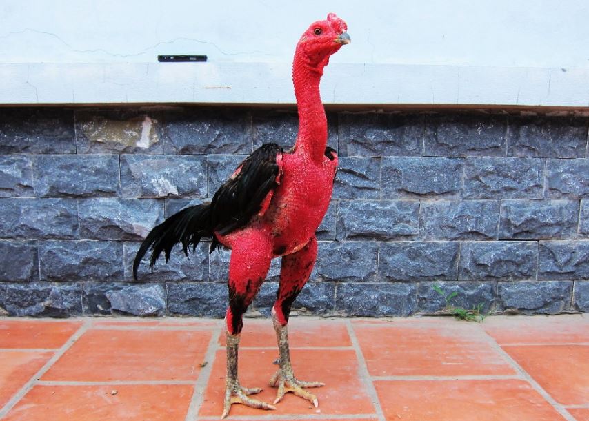 Đôi nét thông tin về gà nòi Việt Nam