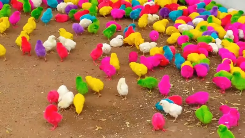 Chia sẻ về cách phối màu lông gà chuẩn kỹ thuật