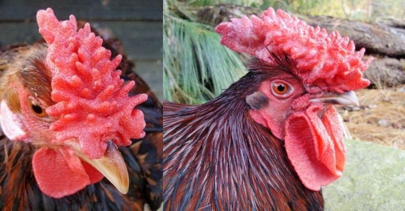 Chiếc mào nhỏ xếp từng lớp như lá trà khô