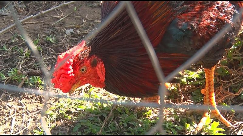 Gà đá mồng trà phát triển tốt trong môi trường sạch sẽ