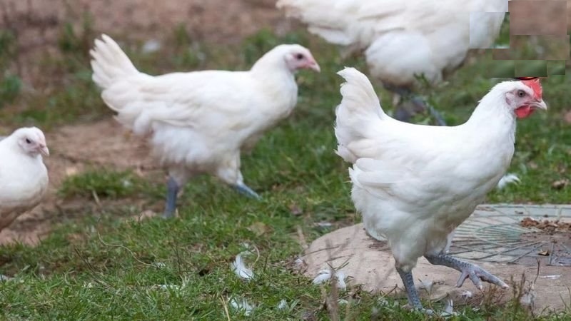 Mách bạn phương pháp nuôi gà đá úa hiệu quả