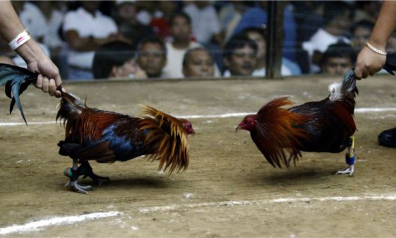 Kỹ năng cần có ở một nài gà chuyên nghiệp