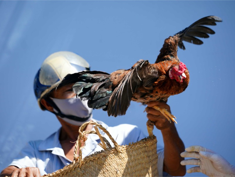 Những điều sư kê cần tránh để bế gà đá đúng cách