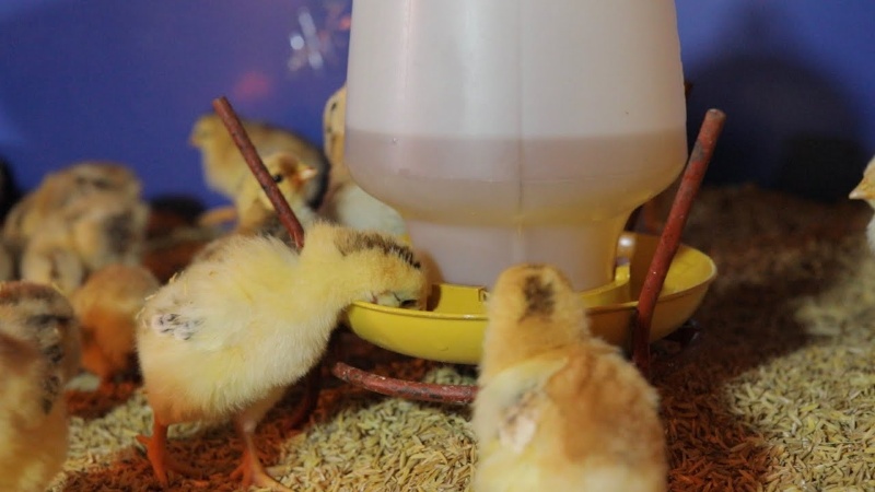 Nguồn thức ăn trong cách nuôi gà chọi mới nở