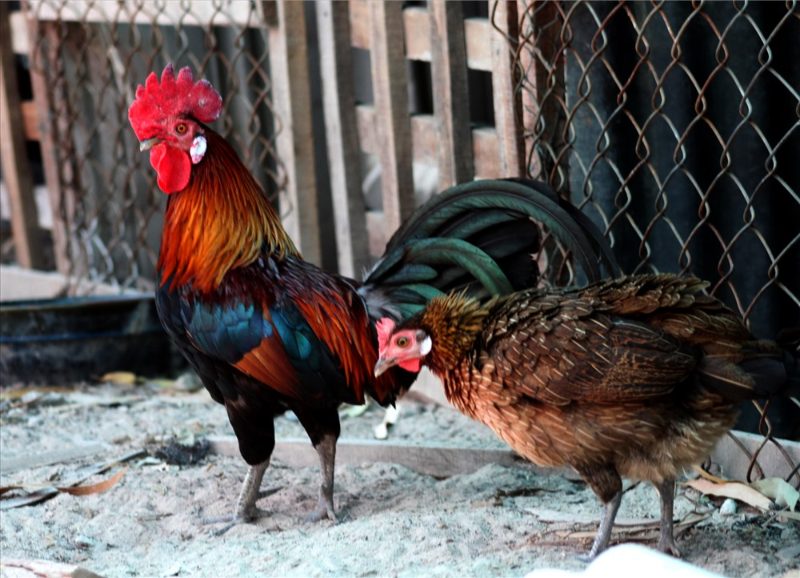 Gợi ý những kỹ thuật đổ gà đá hiệu quả và tối ưu giống loài