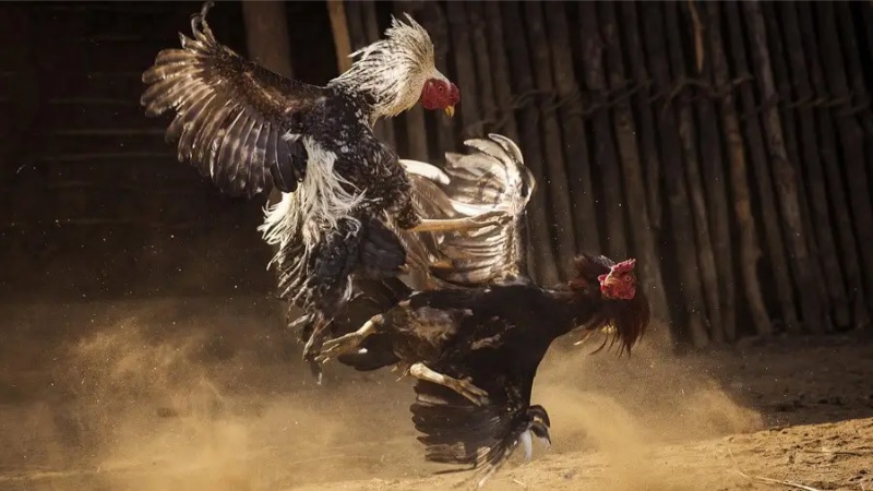 Khám phá các thế đá của gà chọi phổ biến