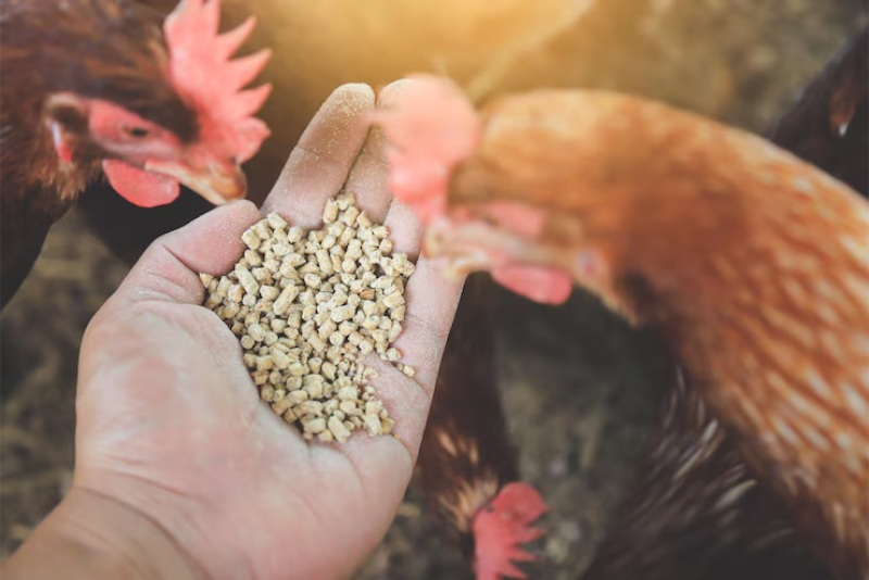 Những nguyên nhân dẫn đến gà đá bị biếng ăn