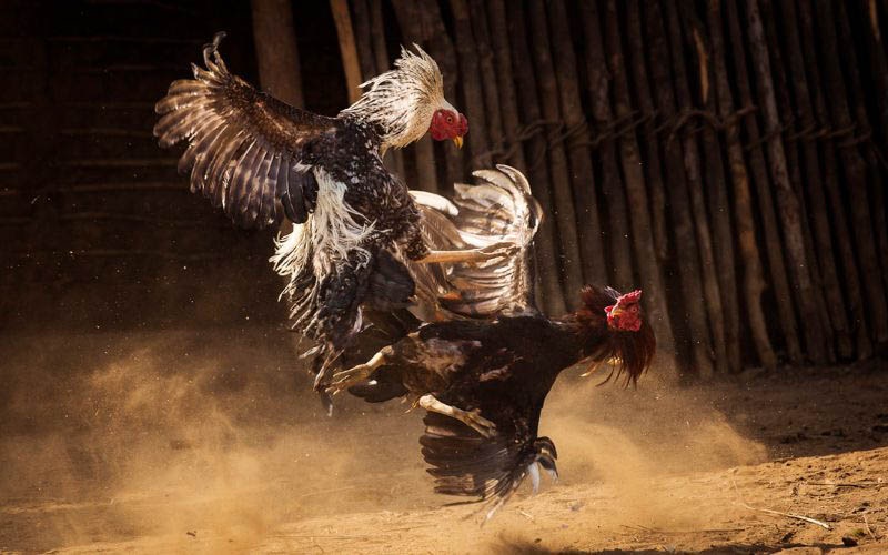 Điểm qua các thế gà đòn cáo độc đáo