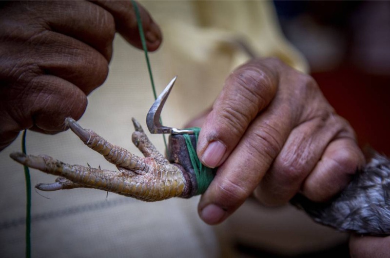 Lưu ý thực hiện cách băng cựa gà đá