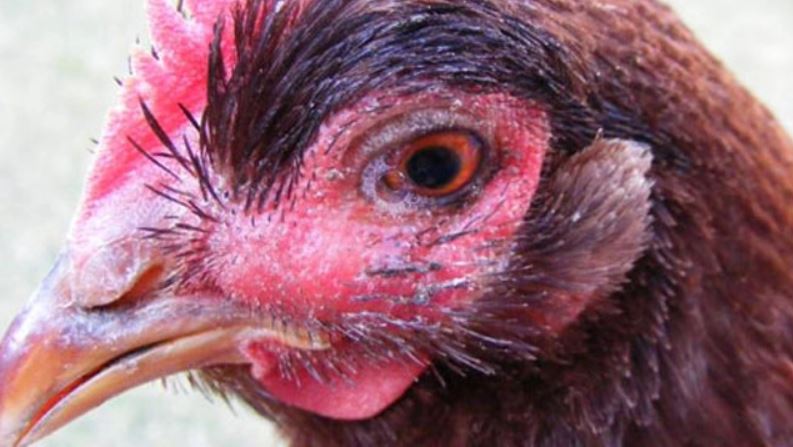 Giải thích nguyên nhân gây bệnh gà sưng phù đầu