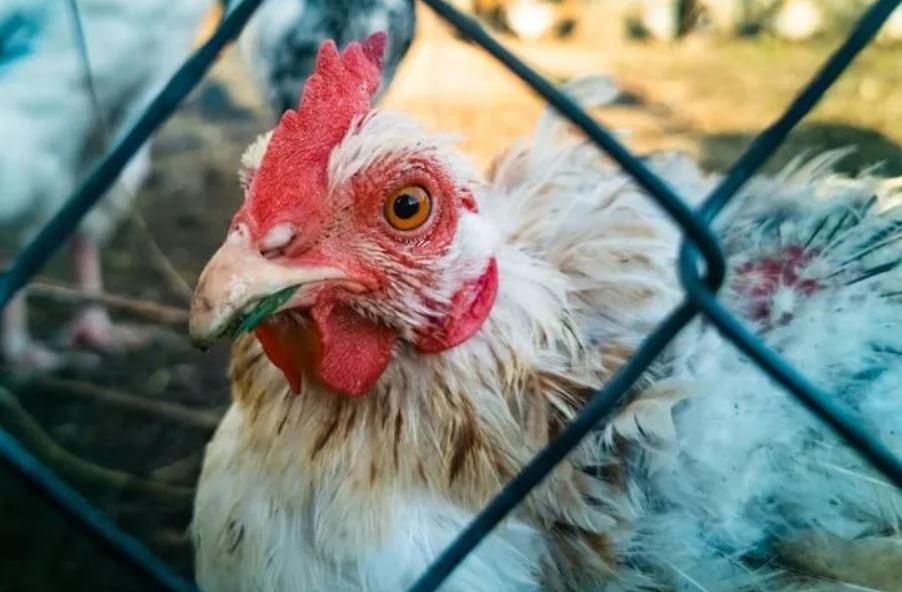 Anh em nên bổ sung vitamin giúp nhanh khắc phục bệnh gà sưng phù đầu