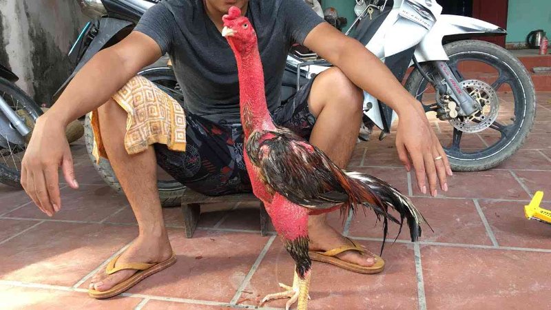 Lợi ích của việc cắt tỉa phần lông cho gà đá