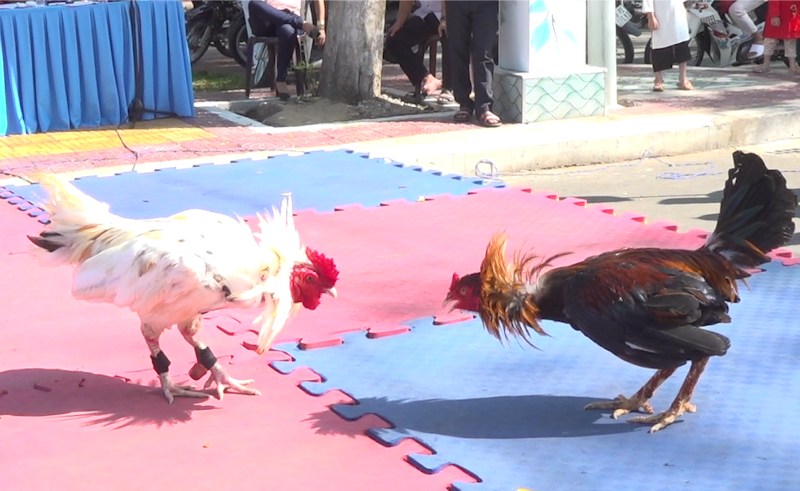 Những điểm đặc trưng trong lối đá của gà chiến đoản thiệt