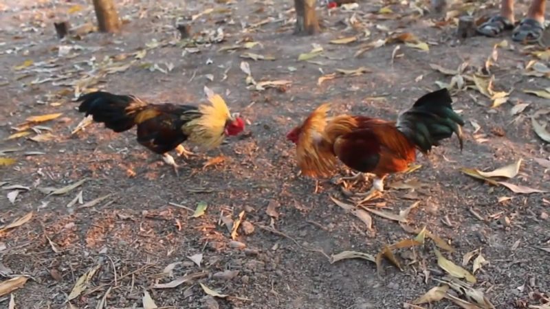 Lựa chọn các bài tập phù hợp cho gà đá đoản thiệt