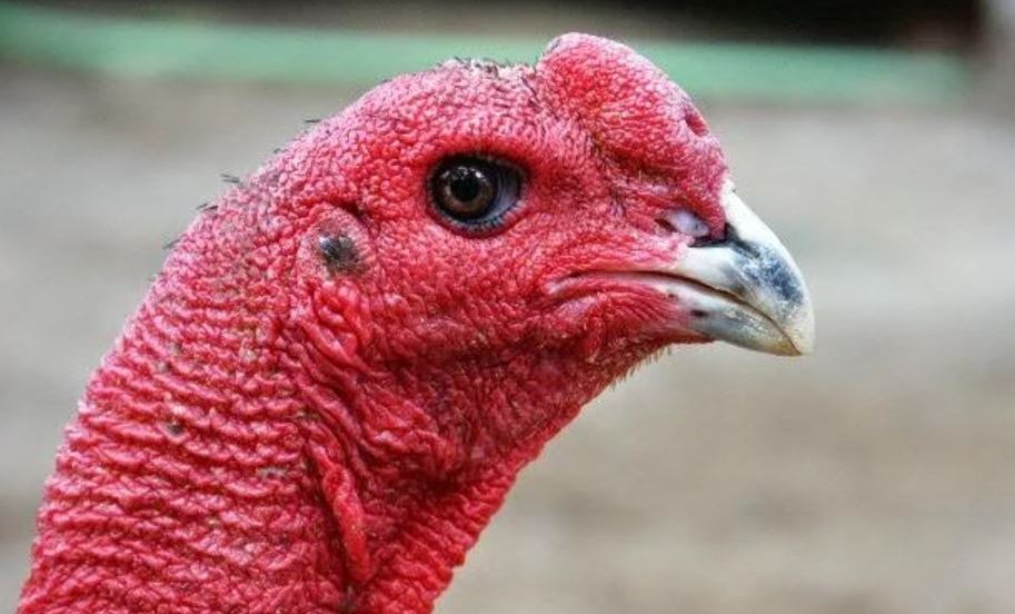 Hướng dẫn chọn gà giống khi lai mồng gà đá