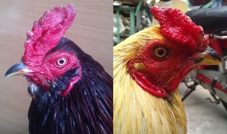 Các bước lai mồng gà chiến anh em có thể tham khảo