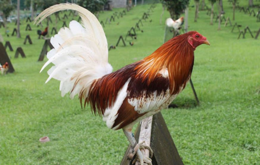 Thiết kế chuồng trại trong quá trình nuôi gà đá