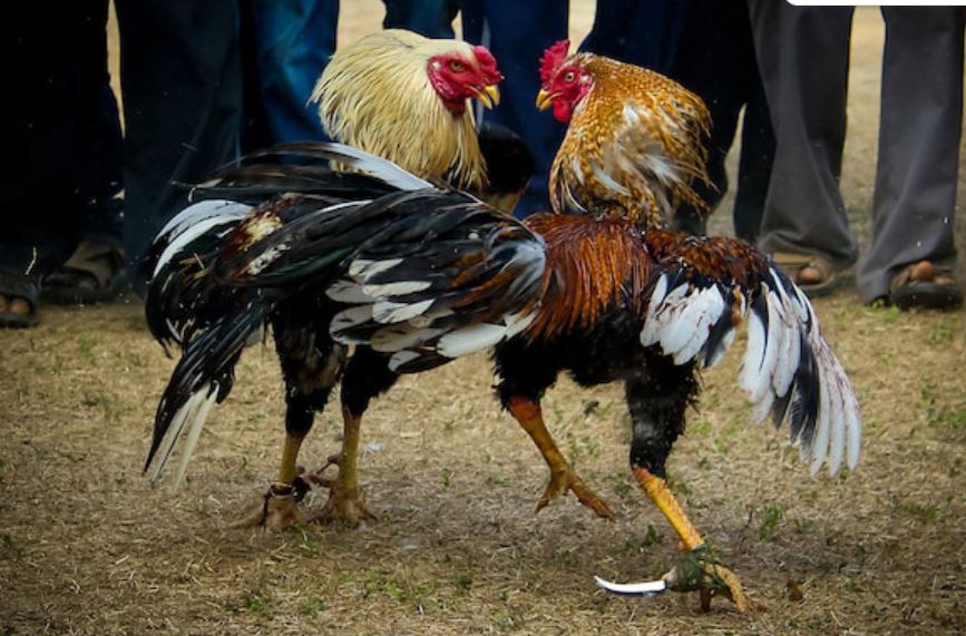 Tiết lộ chế độ dinh dưỡng khi anh em nuôi gà đá