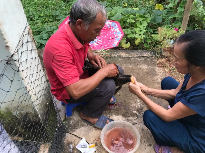 Tiết lộ hai kỹ thuật thiến gà trống nhiều người áp dụng