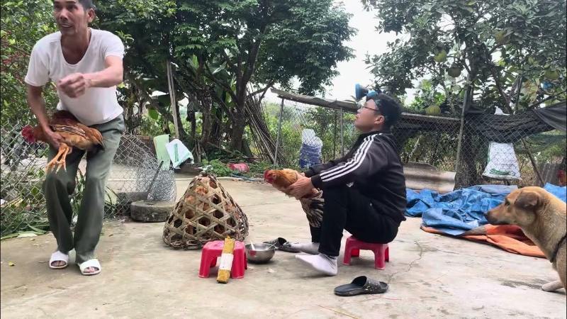 Những lưu ý thiến gà giảm đau đớn và an toàn sức khỏe